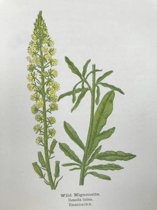 1905-1906年 路边与林地野花指南（2卷） 257幅彩色与大量黑白插图 漆布精装64开 商品图10