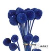 永生花材 | 黄金球宝蓝 商品缩略图0