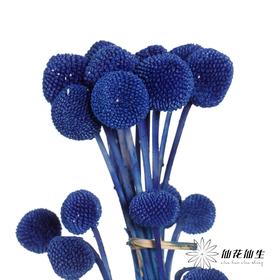 永生花材 | 黄金球宝蓝