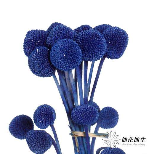 永生花材 | 黄金球宝蓝 商品图0