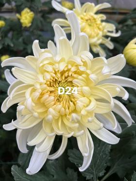 小菊 | 大头菊D24【新品测试，折痕瑕疵不售后，介意慎拍】