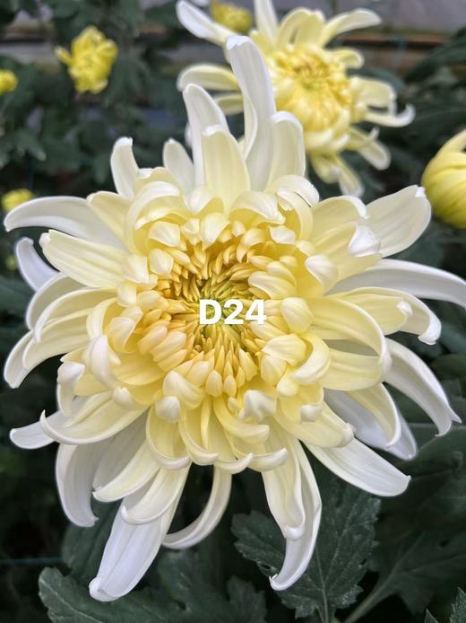 小菊 | 大头菊D24【新品测试，折痕瑕疵不售后，介意慎拍】 商品图0