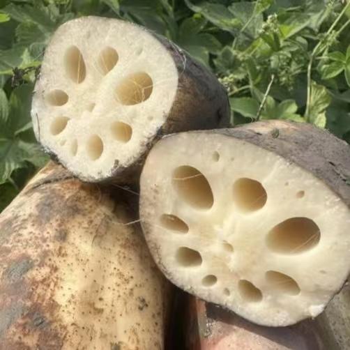 洪湖有机粉藕 莲藕 煲汤粉藕 已经达到粉糯标准 商品图1