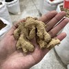 筠姜 四川筠姜中药材犍为汉方古法炮制均姜食用可磨粉 商品缩略图4