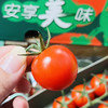 【市区内顺带不发快递】樱桃串收小番茄1箱10条 每条198克  美白抗氧 商品缩略图2