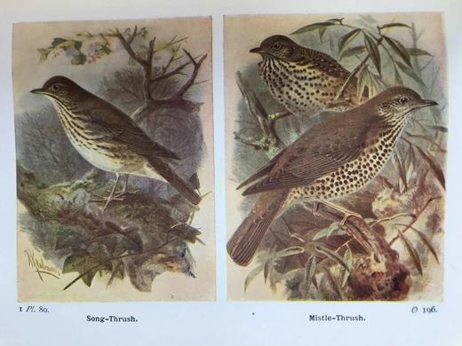 1932-1936年 不列颠群岛鸟类与鸟卵图鉴（3卷） 数百幅彩色插图 漆布精装64开 商品图9