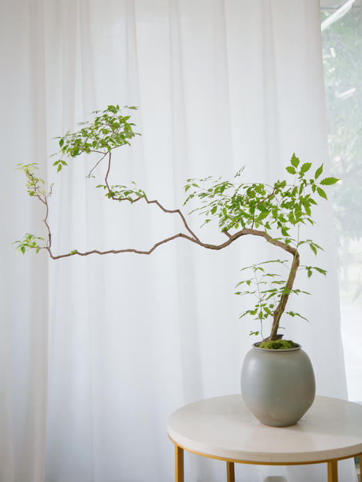 造型黄荆浅灰色盆 商品图0