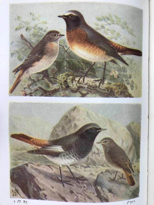 1932-1936年 不列颠群岛鸟类与鸟卵图鉴（3卷） 数百幅彩色插图 漆布精装64开 商品图7