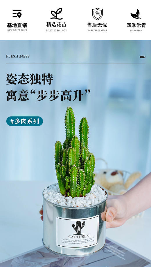 【轻舟已过“万重山”】万重山1盆+ins风铁盆（矮）+白石若干+肥料1包（福建仓） 商品图6