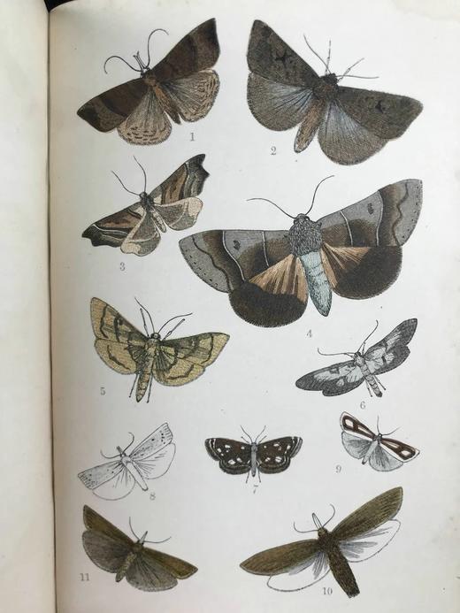 约19世纪后期 英格兰常见蛾类图鉴 12页套色版画与大量黑板版画插图 漆布精装64开 商品图8