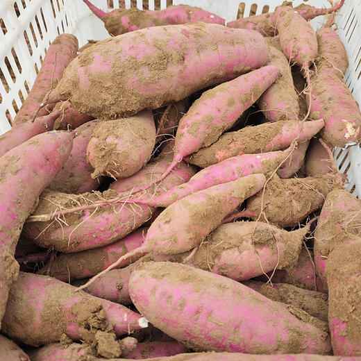 【包邮】当季正宗红瑶蜜薯   蒸烤皆可黄心红薯黄金番薯地瓜榴莲蜜薯 糖化后很甜 密农优选 商品图4