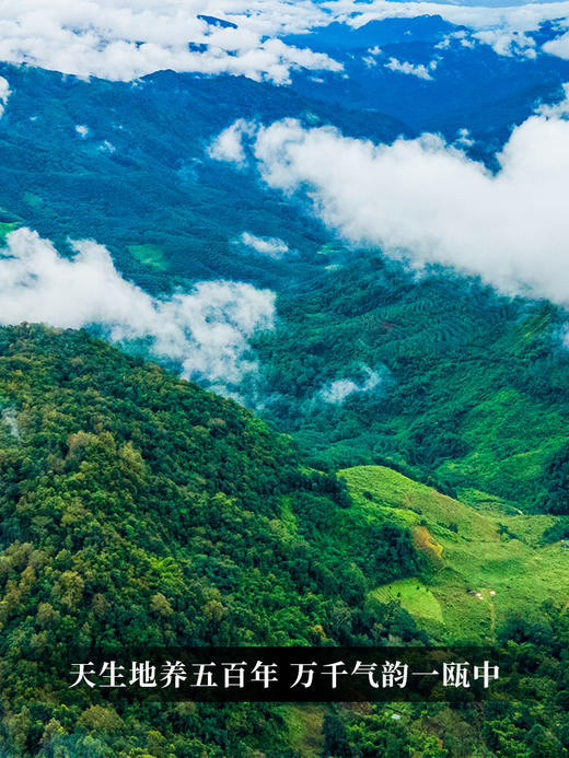 【掌柜私藏冰岛老寨】2015年冰岛老寨古树纯料 超级稀有一饼难求十年陈357克/饼，5饼/提，拍5发6 商品图8