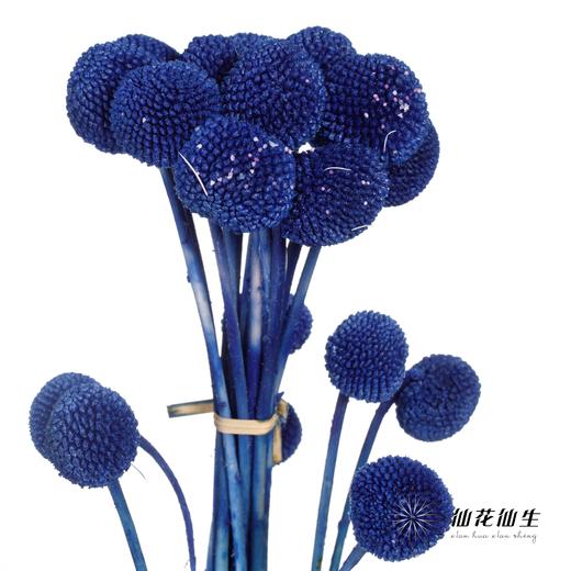 永生花材 | 黄金球宝蓝 商品图2