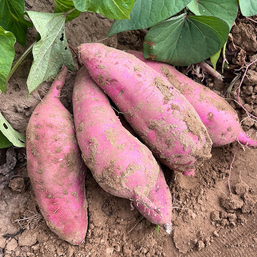 【包邮】当季正宗红瑶蜜薯   蒸烤皆可黄心红薯黄金番薯地瓜榴莲蜜薯 糖化后很甜 密农优选 商品图3