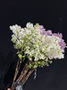 高端荷兰进口丁香花5支 商品缩略图2
