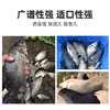 佳钓尼神诱鱼饵酒米打窝米钓鱼饵料野钓黑坑麝香窝料鲫鱼食饵料 商品缩略图2