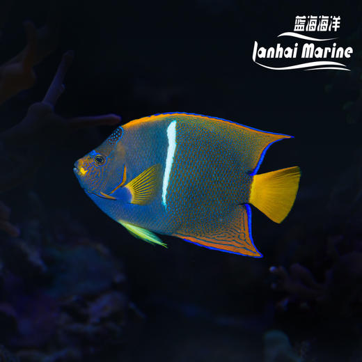 国王-白脚 商品图0
