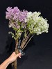 高端荷兰进口丁香花5支 商品缩略图4
