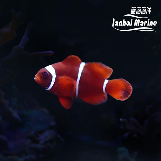 透红小丑 商品图0