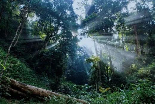 26【寒假亲子】超预期5星好评爆款！顶奢深度西双版纳普洱6日,住洲际+小熊猫庄园,4年零投诉|5~60岁亲子 商品图3