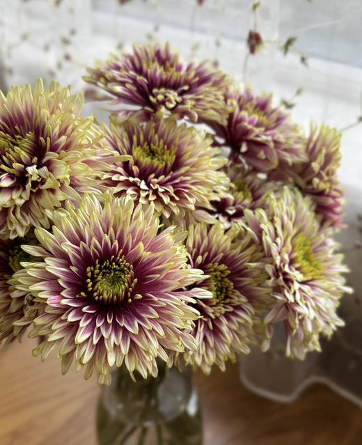 【烟花菊】- 爱神  约10枝 商品图0