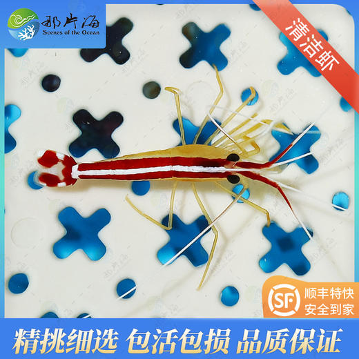 清洁虾Lysmata amboinensis 商品图0