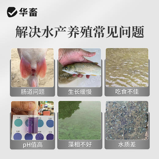华畜浓缩乳酸菌水产养殖专用菌种鱼塘虾蟹塘鱼缸水族净水调节肠道 商品图3
