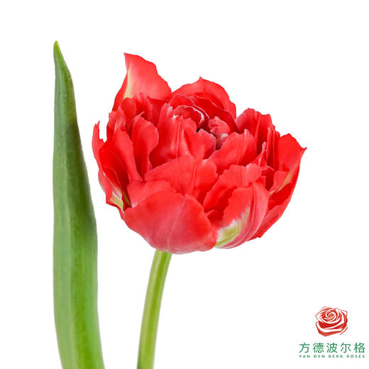 【重瓣郁金香】 红丝绒千层 10枝一扎 商品图0