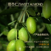 【双12大促】嘉媚乐甜杏仁精油  呵护全身 柔润护肤 婴儿按摩 宝妈专用 基础精油 商品缩略图2