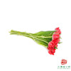 【重瓣郁金香】 红丝绒千层 10枝一扎 商品缩略图4
