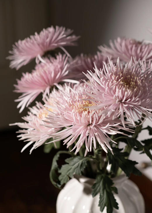 烟花菊~卡普瑞（奥利粉) 约10枝 商品图2