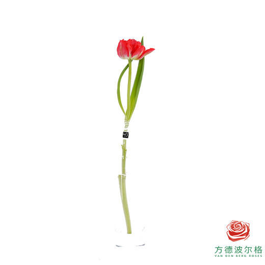 【重瓣郁金香】 红丝绒千层 10枝一扎 商品图5