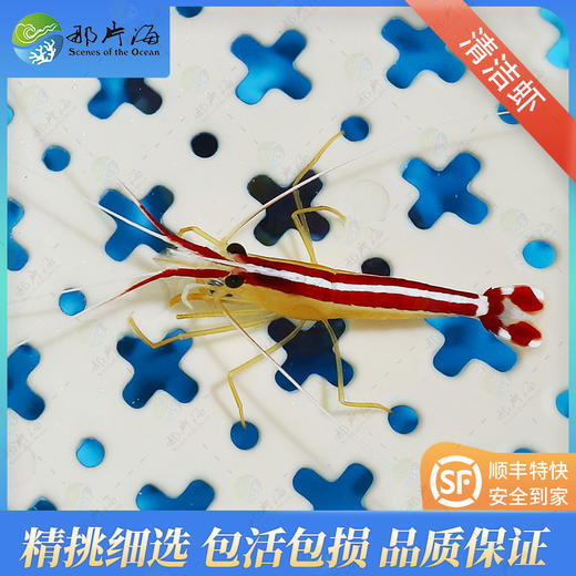 清洁虾Lysmata amboinensis 商品图1