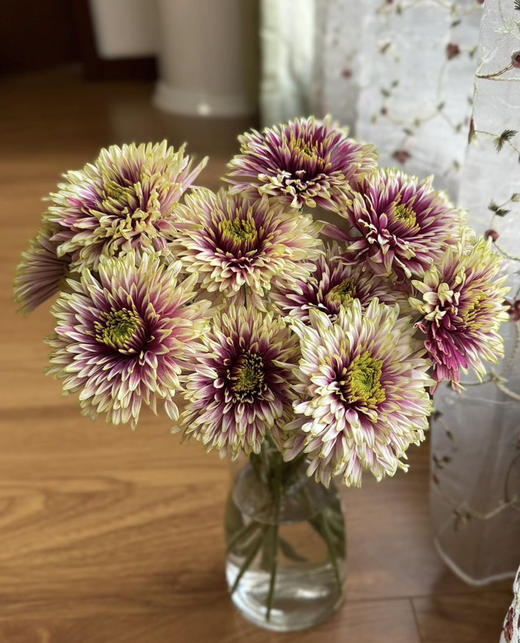 【烟花菊】- 爱神  约10枝 商品图1