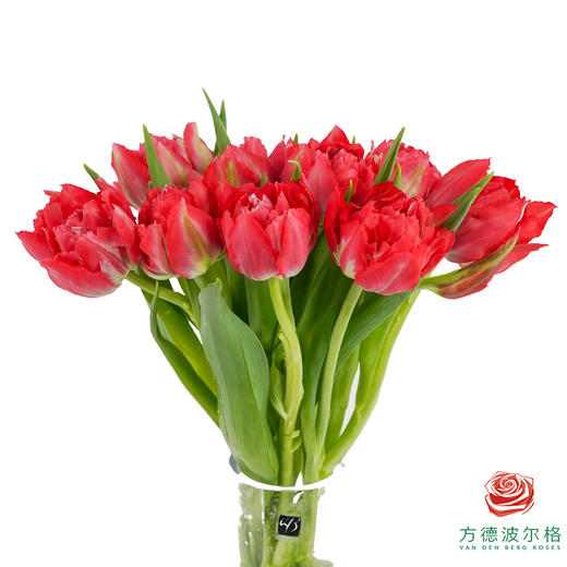 【重瓣郁金香】 红丝绒千层 10枝一扎 商品图2