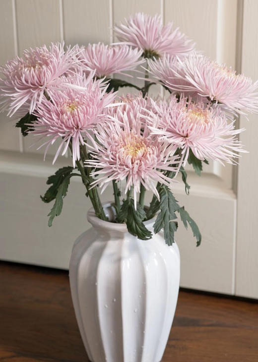 烟花菊~卡普瑞（奥利粉) 约10枝 商品图0