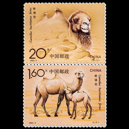 《野骆驼》特种邮票 1993-3 商品图0