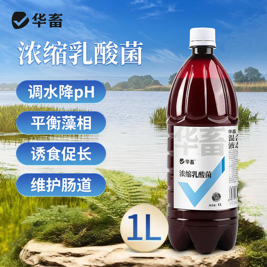 华畜浓缩乳酸菌水产养殖专用菌种鱼塘虾蟹塘鱼缸水族净水调节肠道 商品图2
