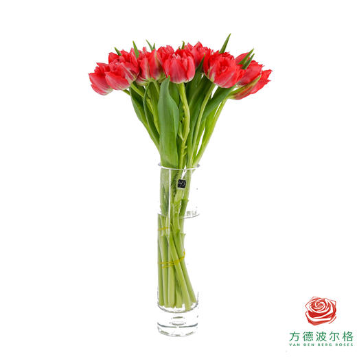 【重瓣郁金香】 红丝绒千层 10枝一扎 商品图3