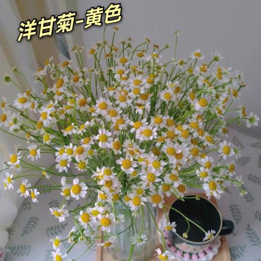 花友专享 | 黄色洋甘菊 10枝 商品图2