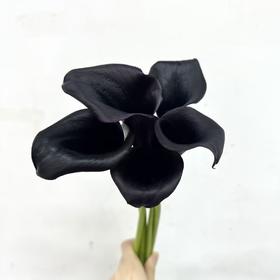 3月31日马蹄莲黑天鹅A级-5支（L农场）