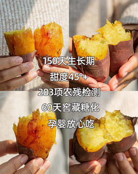 红遥蜜薯，口感绵软丝滑，无丝，入口即化，甜度高，红薯里的极品！5斤/袋