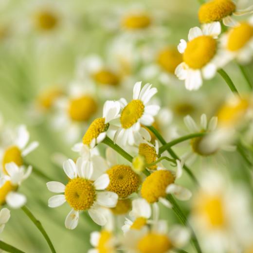 花友专享 | 黄色洋甘菊 10枝 商品图3