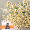 花友专享 | 黄色洋甘菊 10枝 商品缩略图5