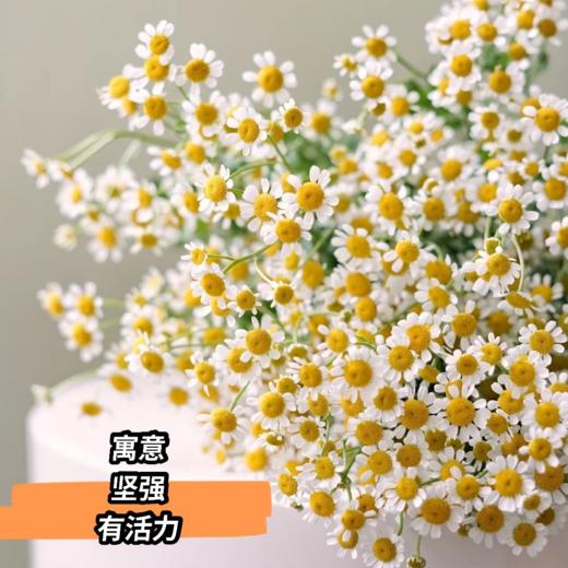 花友专享 | 黄色洋甘菊 10枝 商品图5