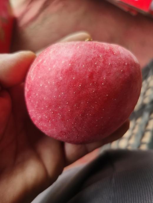 陈勇志 酵素苹果8斤 八年口碑好评如潮，口感好 【顺丰包邮 】 商品图1