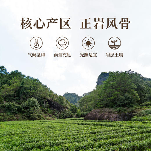 正山堂岩语 兰底丛韵水仙茶叶礼盒装 正宗武夷岩茶年货送礼长辈51g 商品图4