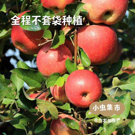 【买2件减20元】有机阿珍富士苹果 多种规格 | 合作农友生产，产自陕西千阳，生产者：张家祯 *【公平贸易农人定价】 商品图1