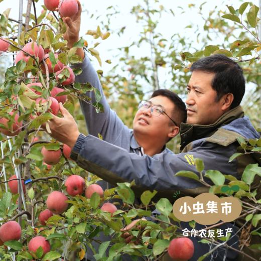 【买2件减20元】有机阿珍富士苹果 多种规格 | 合作农友生产，产自陕西千阳，生产者：张家祯 *【公平贸易农人定价】 商品图13