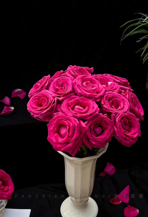 【AB级弗洛伊德玫瑰.第二件减10元】10支/份 长约60-65cm 商品图9